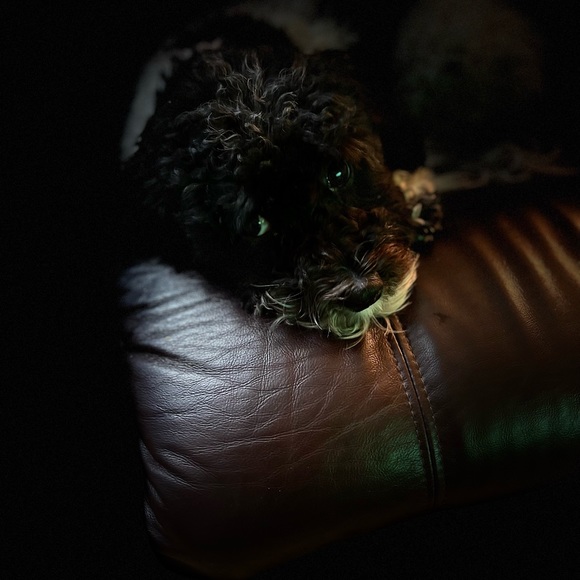 Meet your Posh Ambassador, ST! - Picture 6 of 7